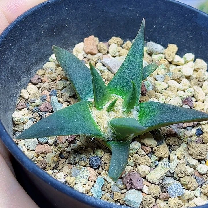 实生龙牙牡丹一颗一颗