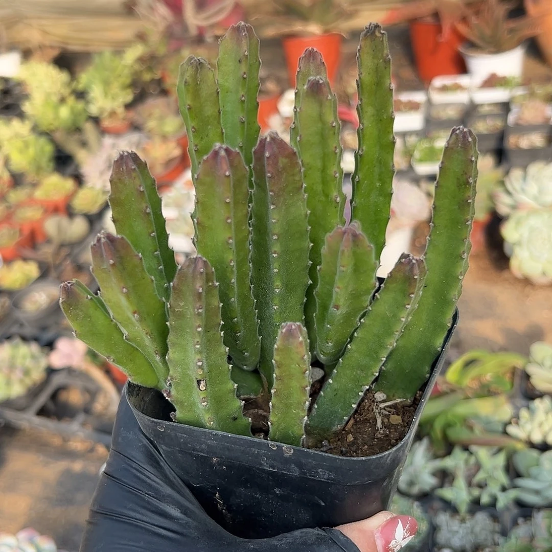 多肉植物钟翠阁开花