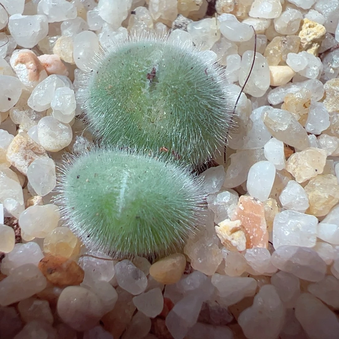 1230-397多肉多日小美