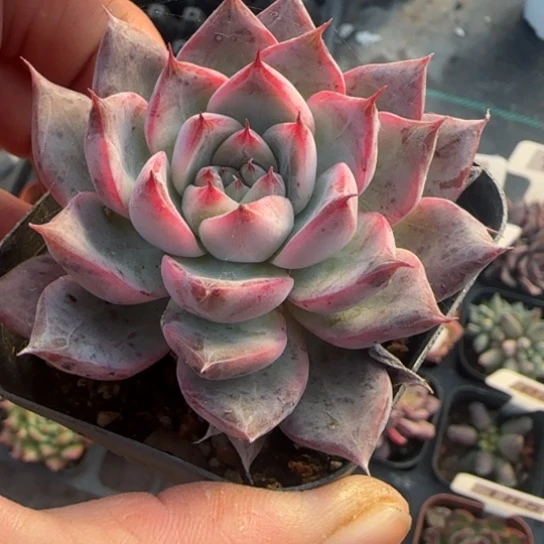 30黑天鹅多肉植物多