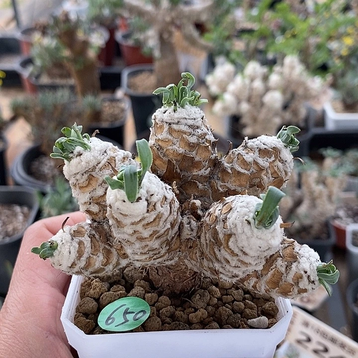650刨花苏铁杂一一一一一一一