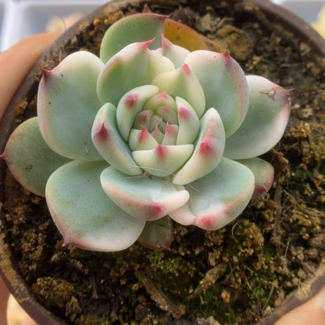 064锦锦锦锦锦锦锦锦锦锦
