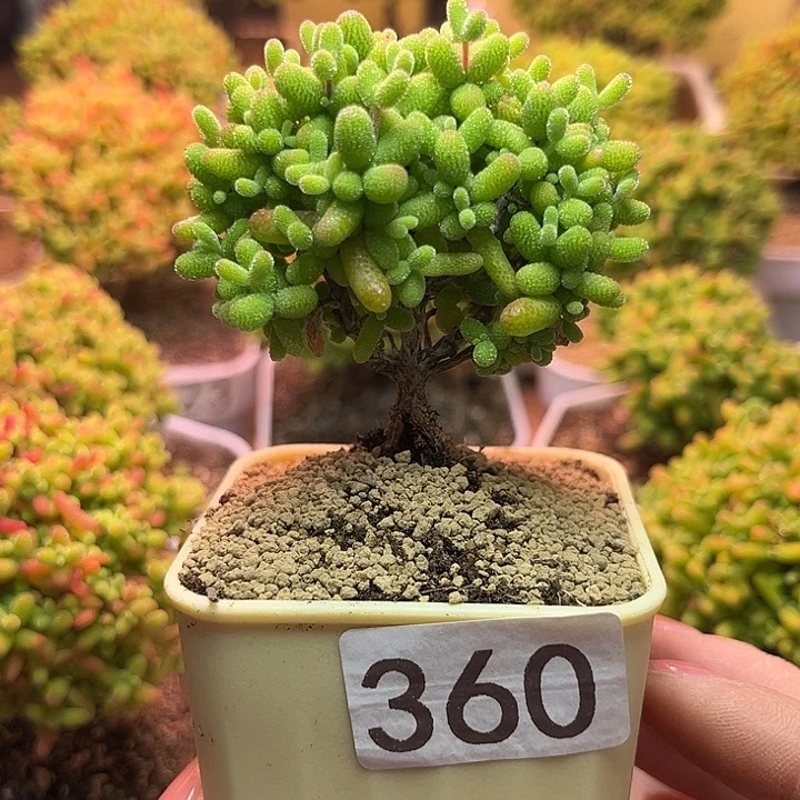 无花朵360金桔糖球