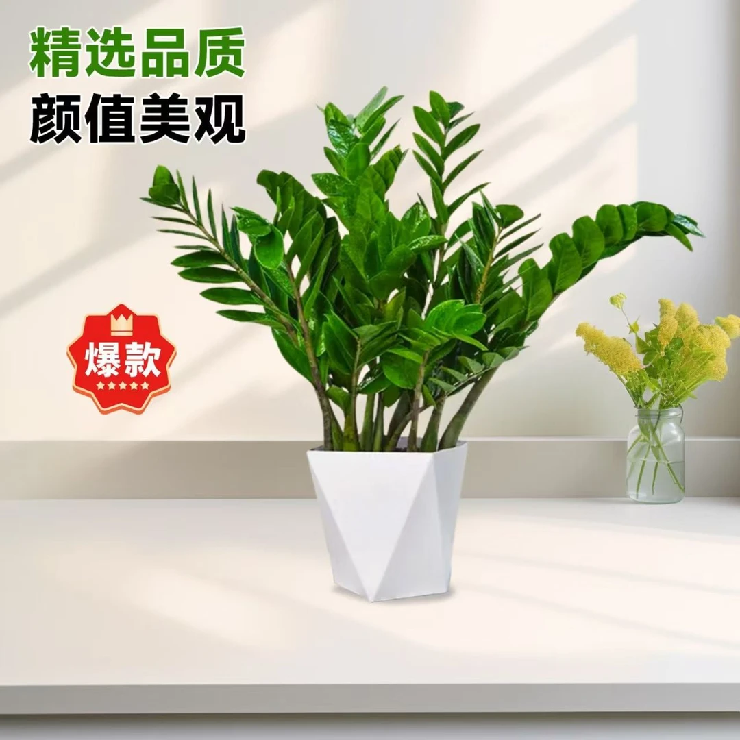 金钱树盆栽绿植室内客厅卧室好养耐热寒绿植吸甲醛