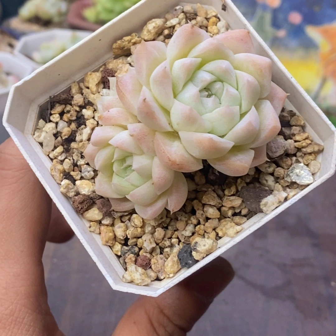 月影杂交控养小群一物一拍