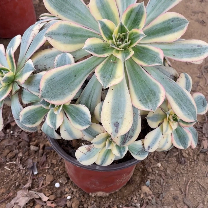 无花朵837多肉植物灿烂