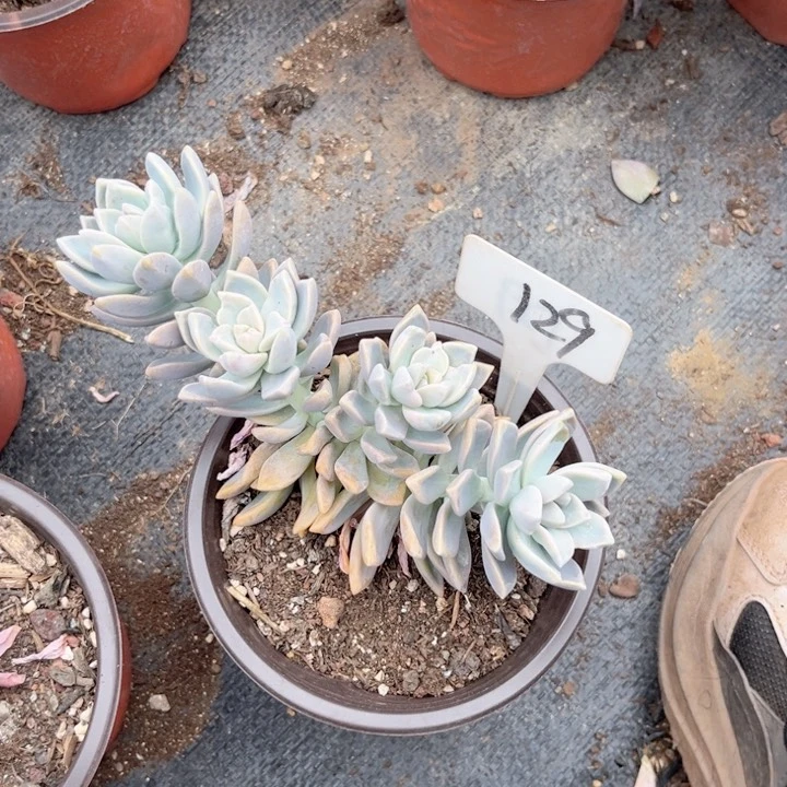 晨语多肉一物一拍129