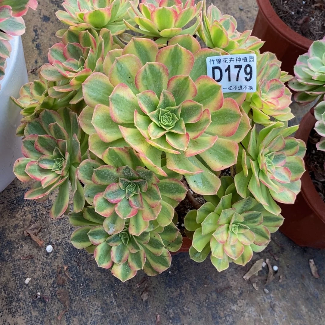 179雨荷妖桩福利小