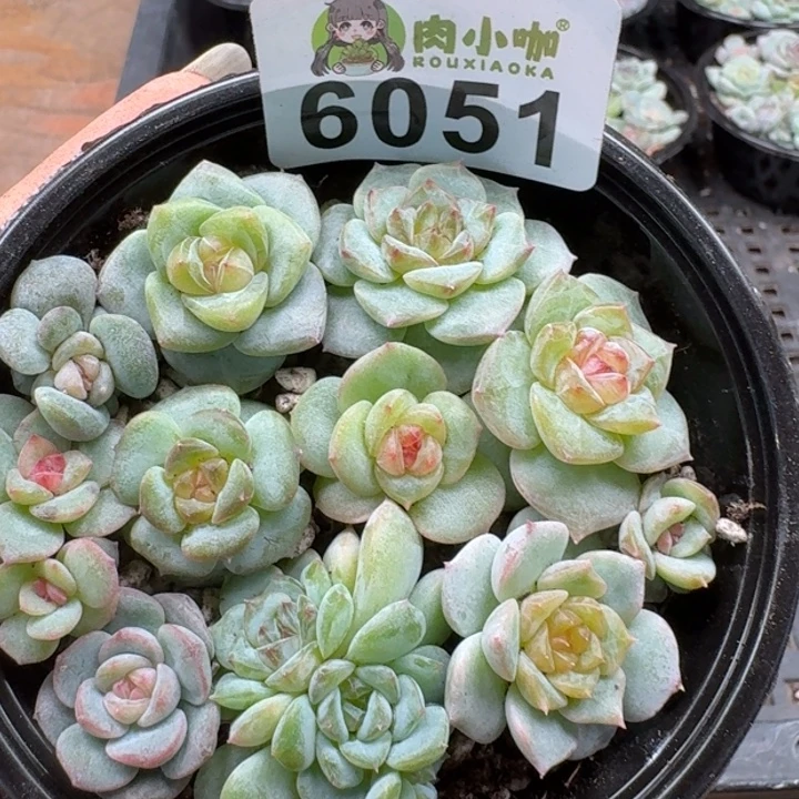 多肉植物多肉植物