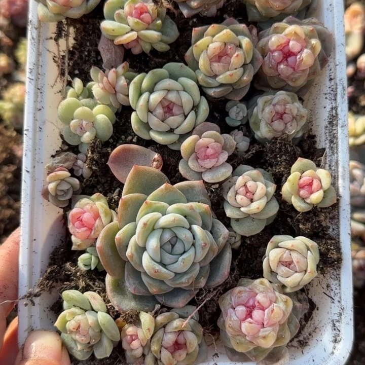43号王者系列一盒