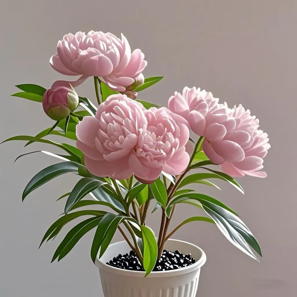 浓香型五彩紫竹种球大花重瓣盆栽花卉绿植耐寒耐热四季可种好养护