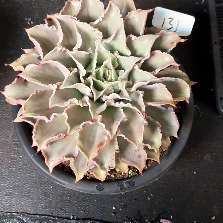 多肉植物，饺子皮131号