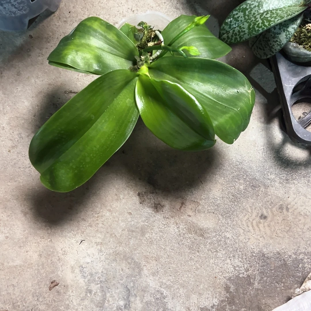 R***R不开花植物黑鹰A苗