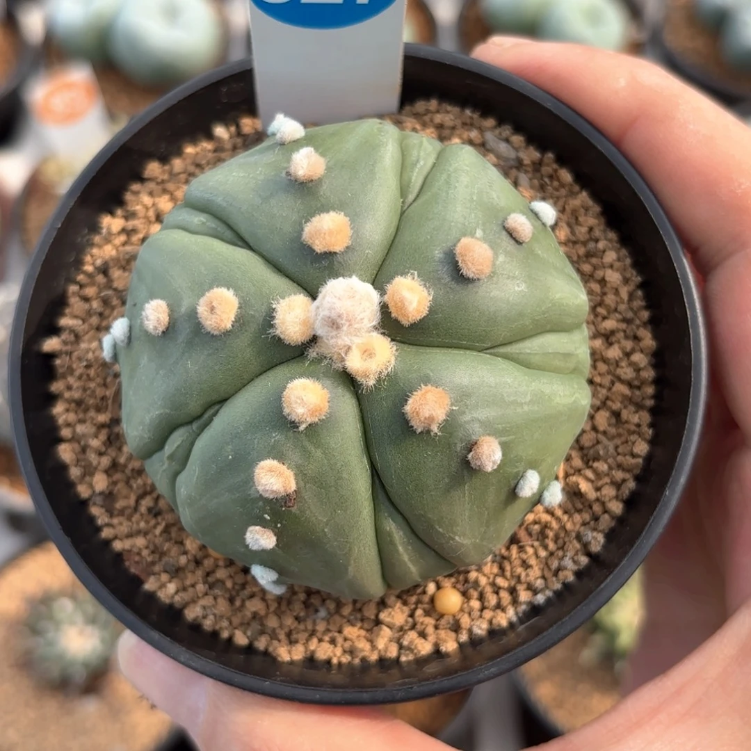 327实生五棱复棱兜带盆带土