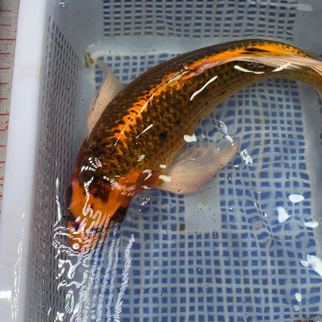 锦鲤冷水锦鲤包邮