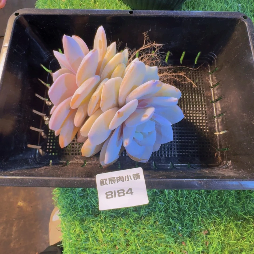 琼***多肉植物奶茶大双头8184