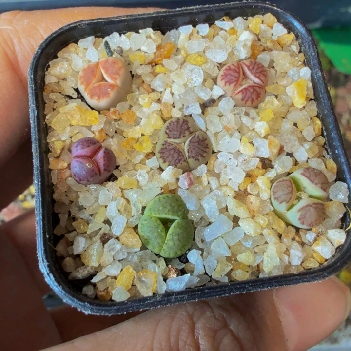 今****呢多肉葡萄的季节343