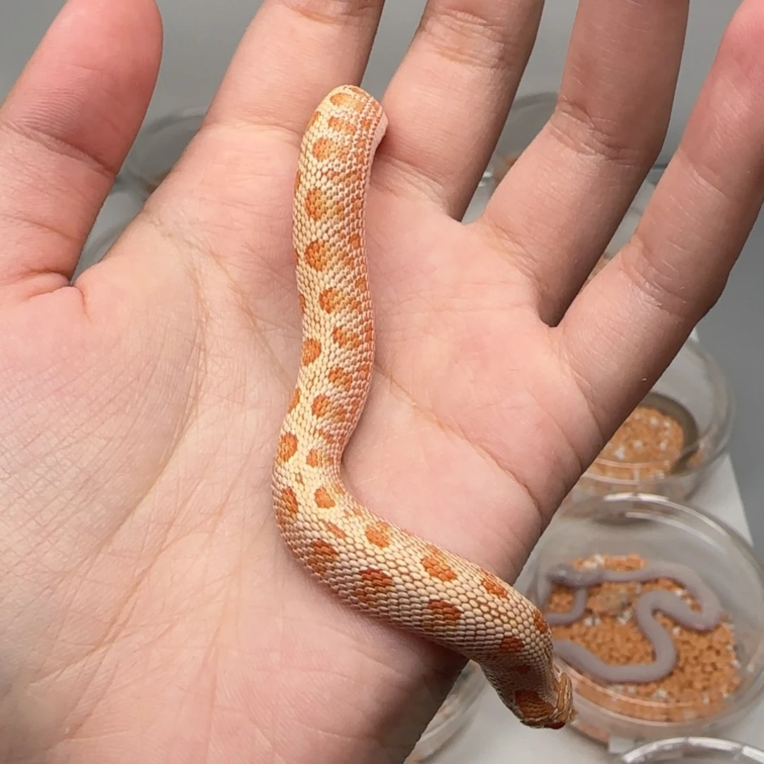 直播间专拍 白康猪鼻弟弟