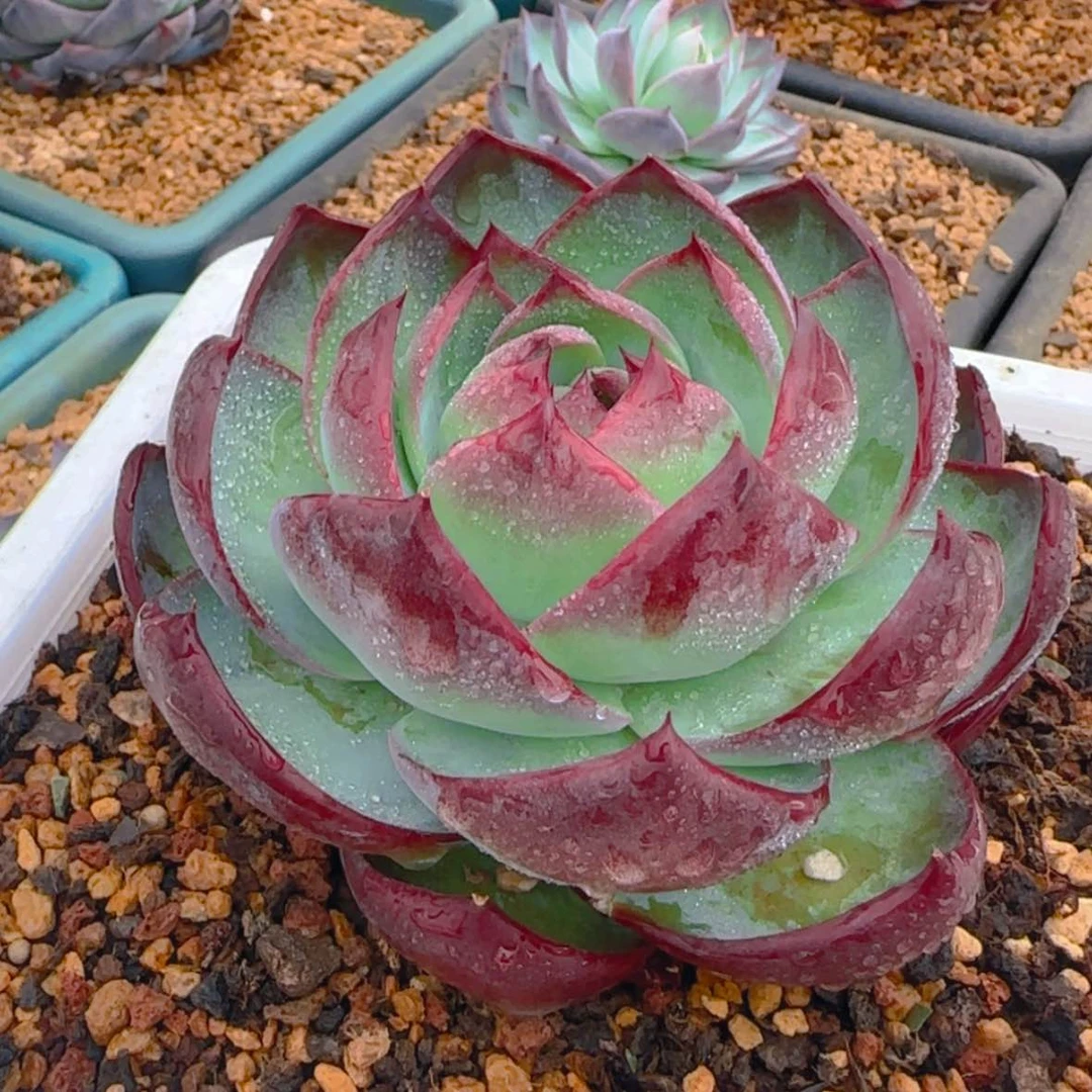 【闪购商品】宽叶惊鸿