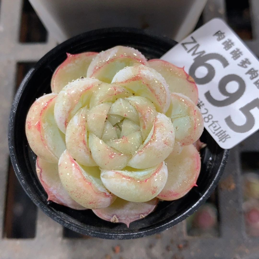 5CM拇指盆精控多肉ZM695