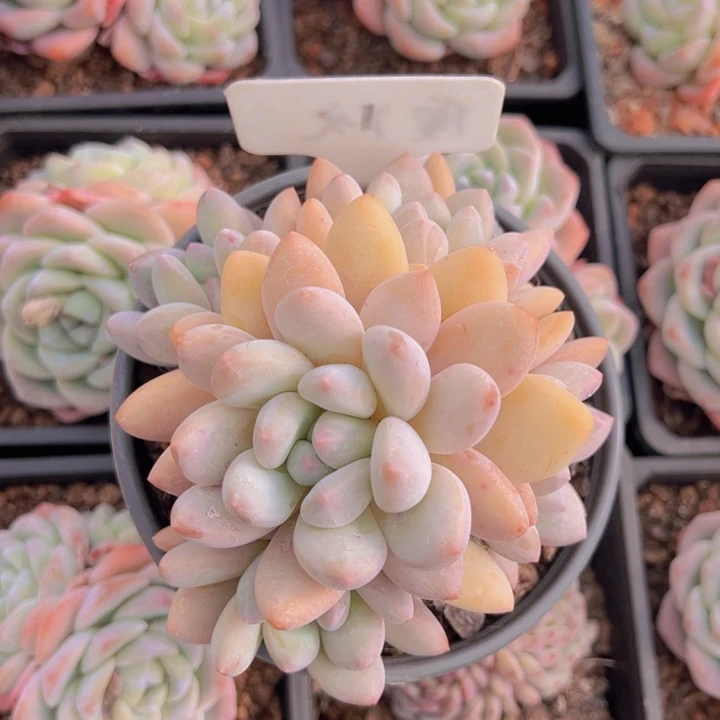 健健康康平平安安