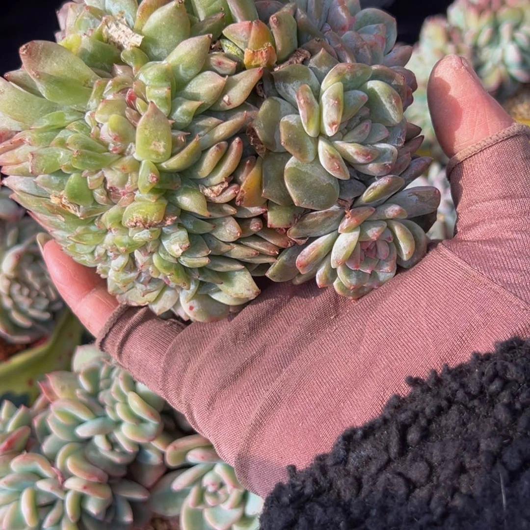 水蜜桃 新年快乐 新年快乐