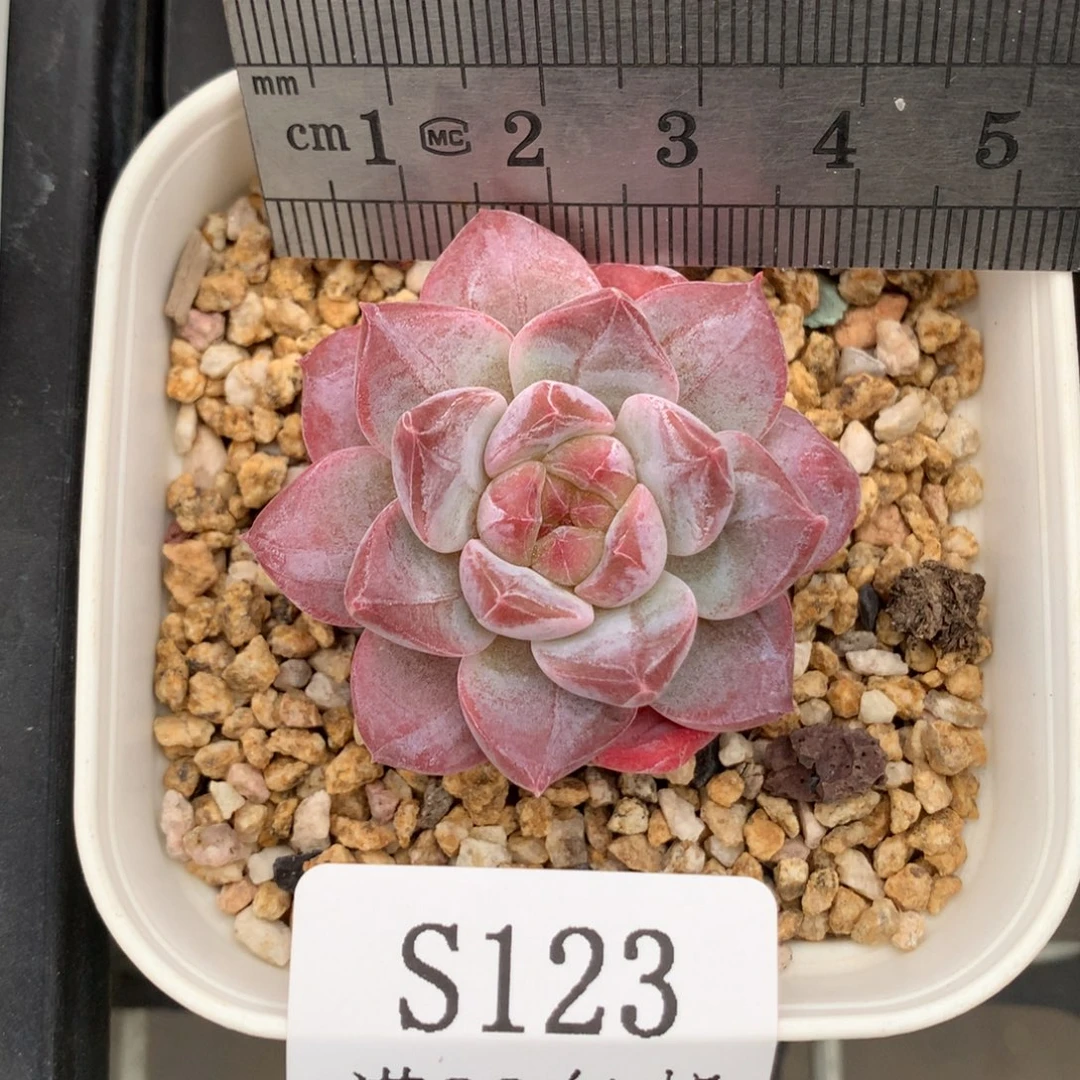 123。秘境粉魄。暗纹花朵脸。