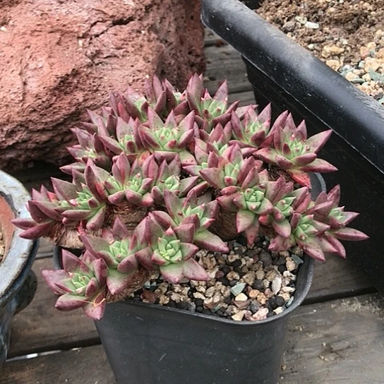 韩货绿菊仙女棒杯