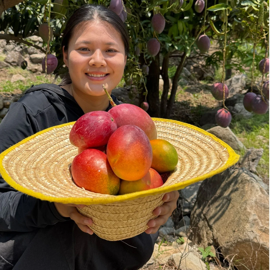 娇娇1【正宗彩虹芒果】香甜细腻多汁4.5/8斤装昆明攀枝花两仓发货