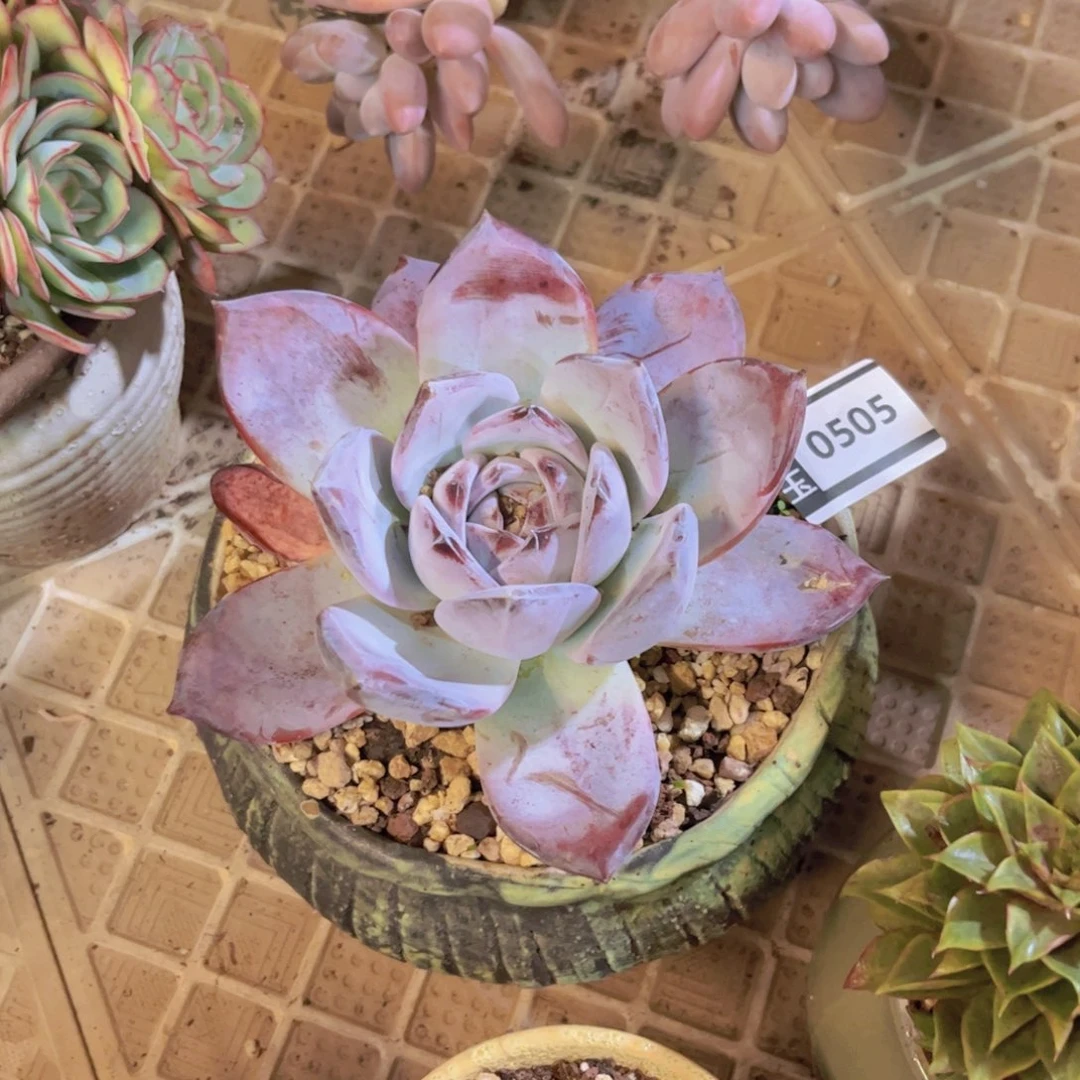 黑卡多肉植物0505