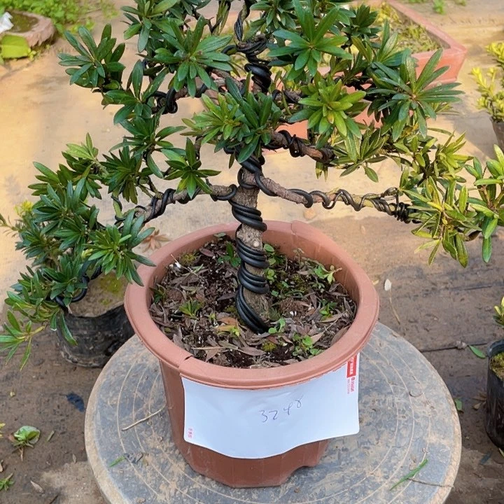 无花朵2****1罗汉松鲜花绿植