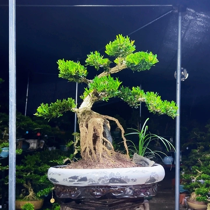 无花朵黄杨木