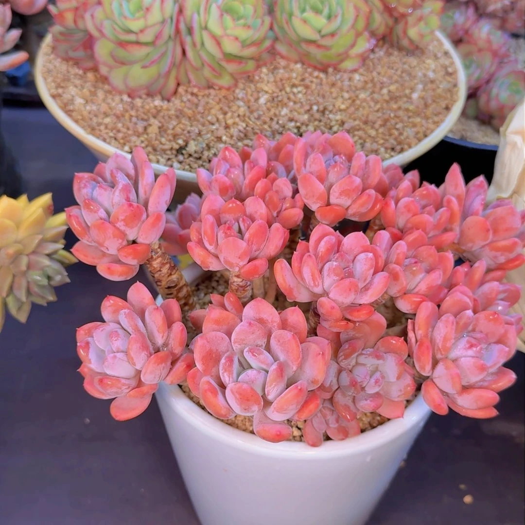 用****2多肉植物的生长发育