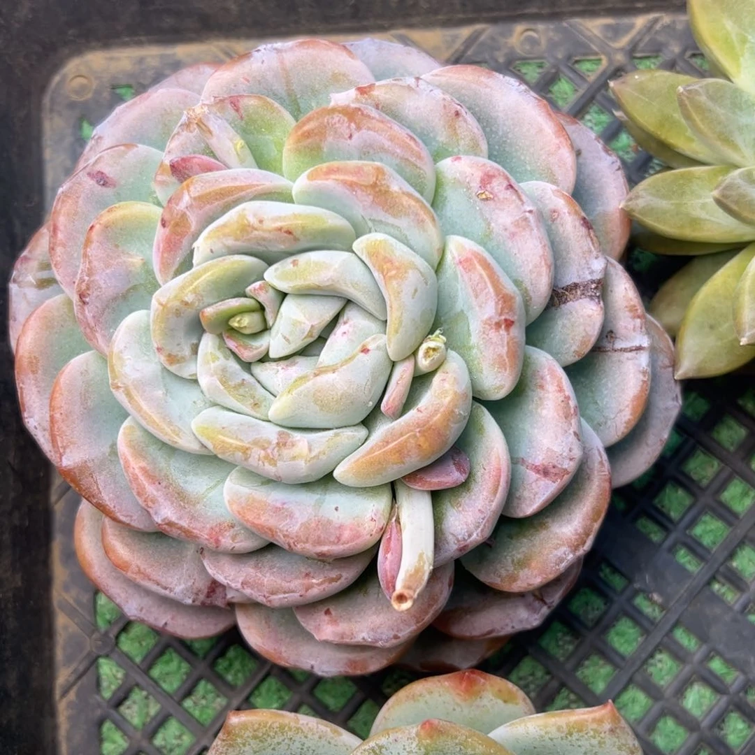 桐***7冰玉石化，一物一拍