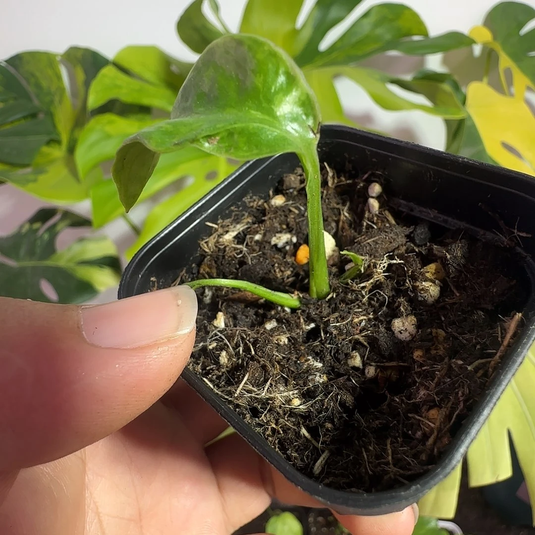 糖***逗完全开放龟背竹种子苗