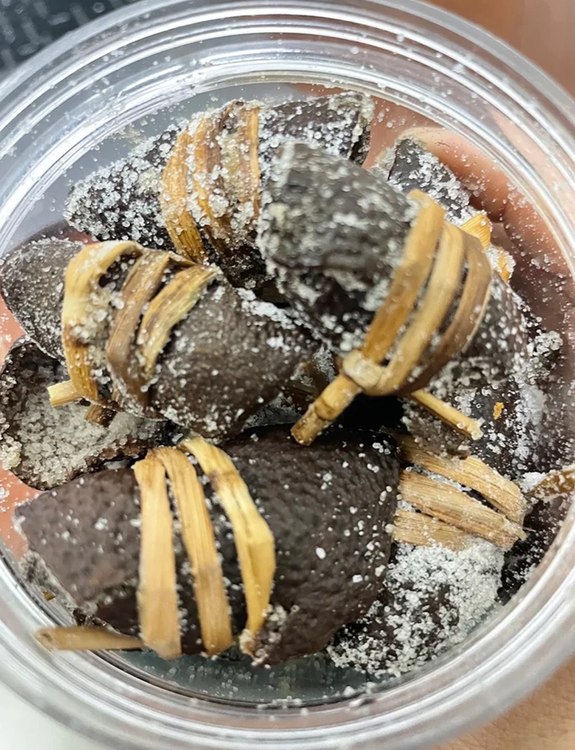 【西甲圈枝】2014年 正宗西甲 三宝扎