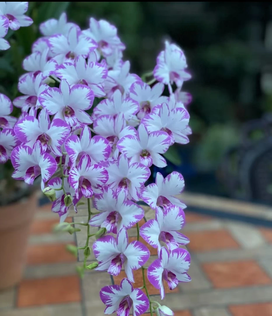 秋石斛【泼墨秋石斛】带花花后苗  微瑕疵不售后