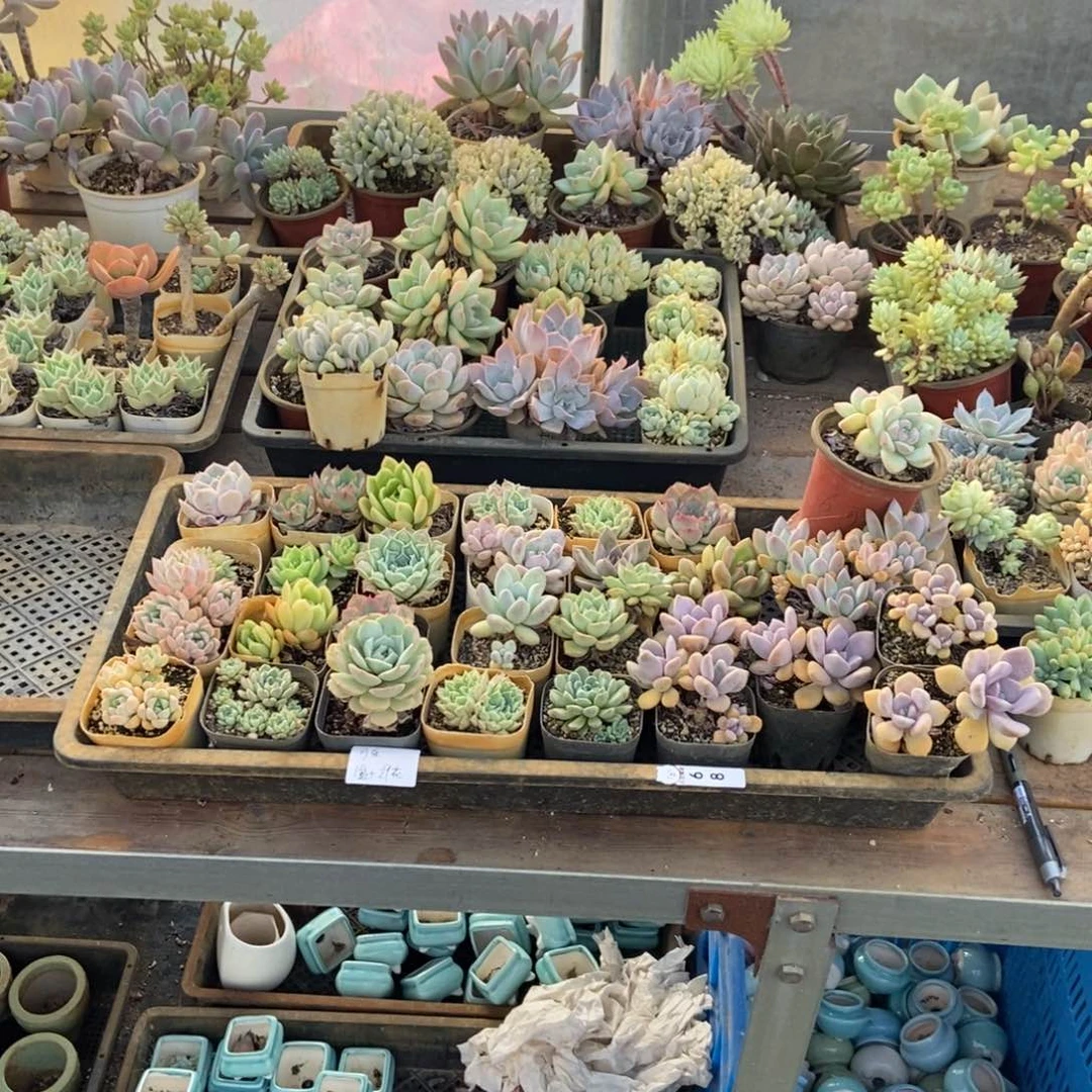 68号盆1个花29个可乐专拍中通