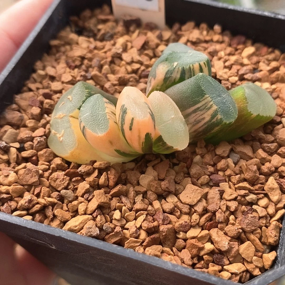 红陶560号透镜万象锦一物一拍