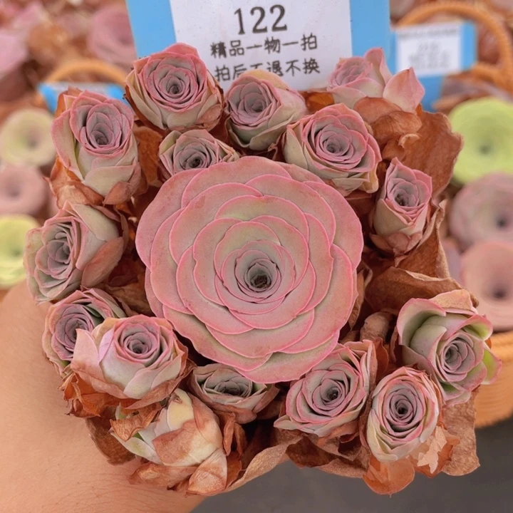 山地玫瑰122断枝不包损不售后