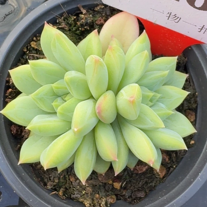 美人469多肉植物