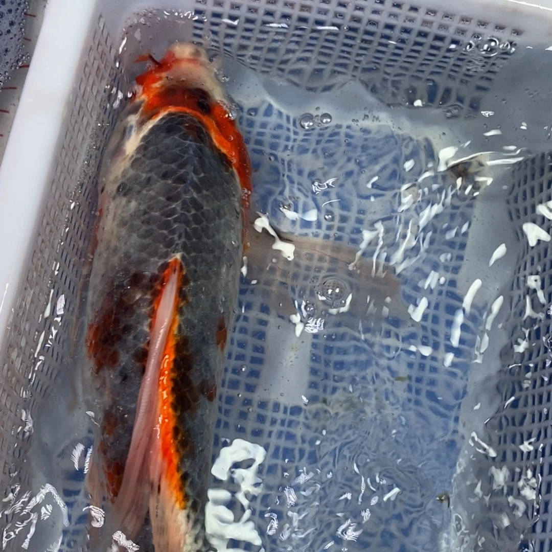 锦鲤冷水锦鲤包邮
