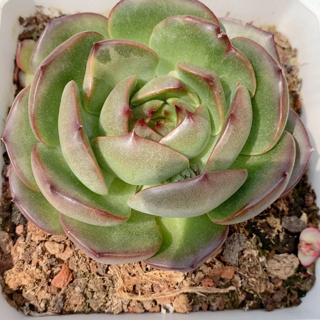 代*～东云系多肉植物（新品）