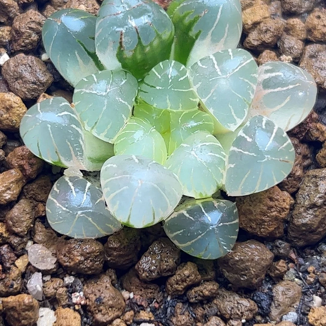 糊斑孙灯锦十二卷