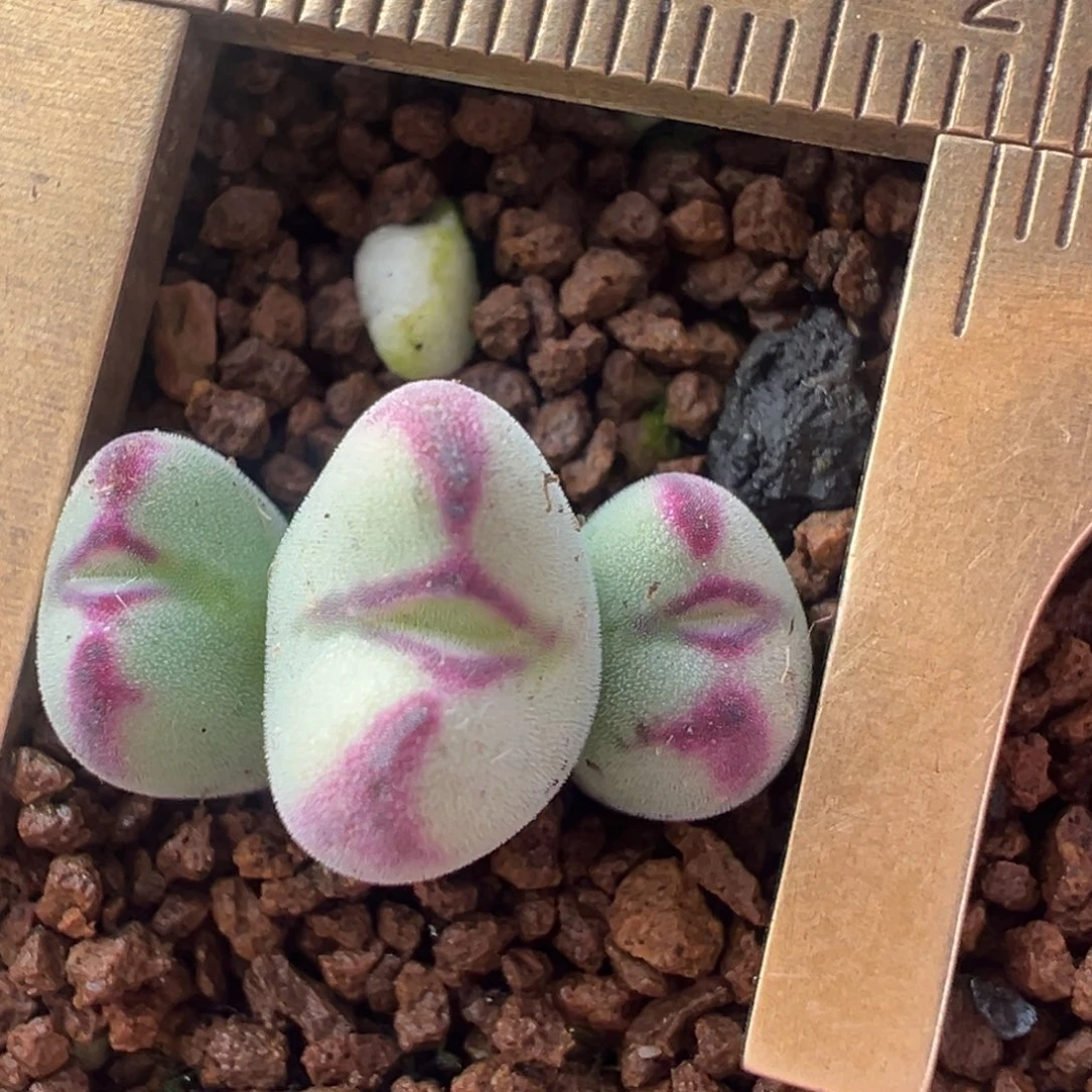 熊猫小愣群多肉10年拆株