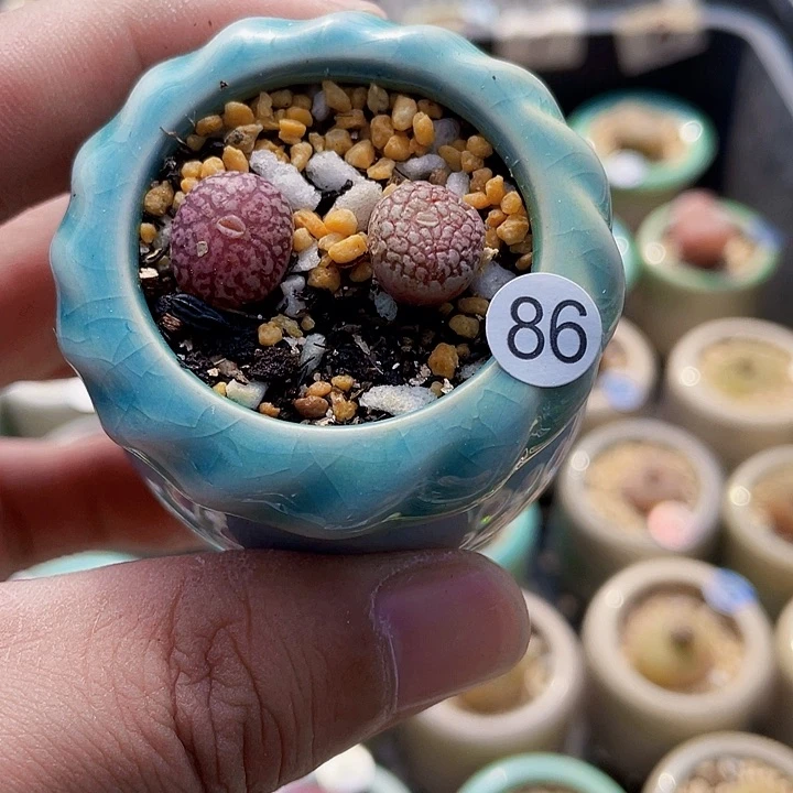 樂*?一物一拍………墨多肉86