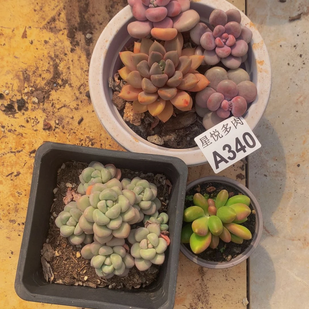 持**恒星悅多肉。             A3401