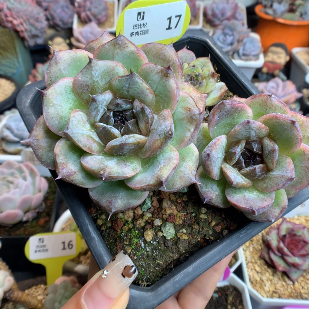 17粗腿黑色系多肉植物