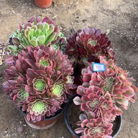 582多肉植物组合