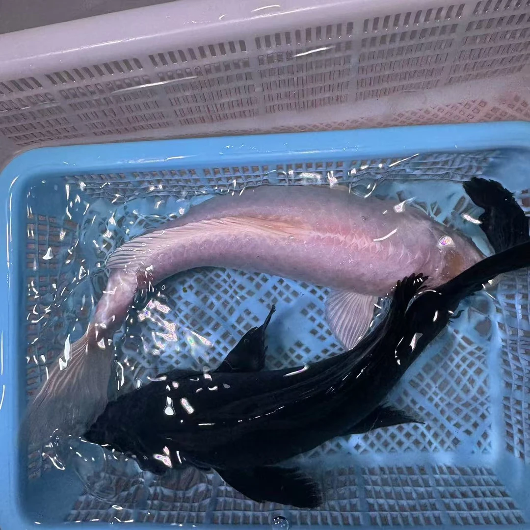 【两条组合装】25-30公分黑金白金组合精品锦鲤包邮